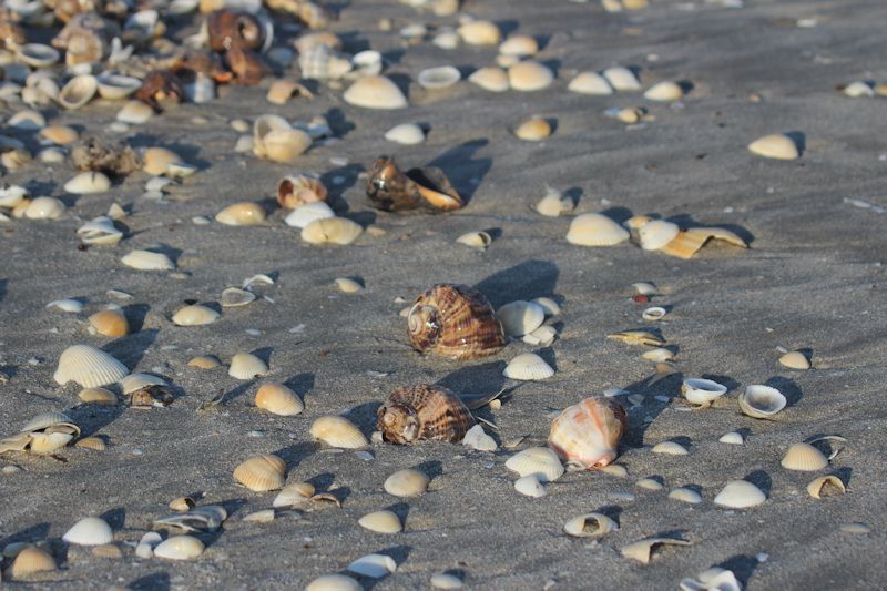 Am Strand von Gura Portitie